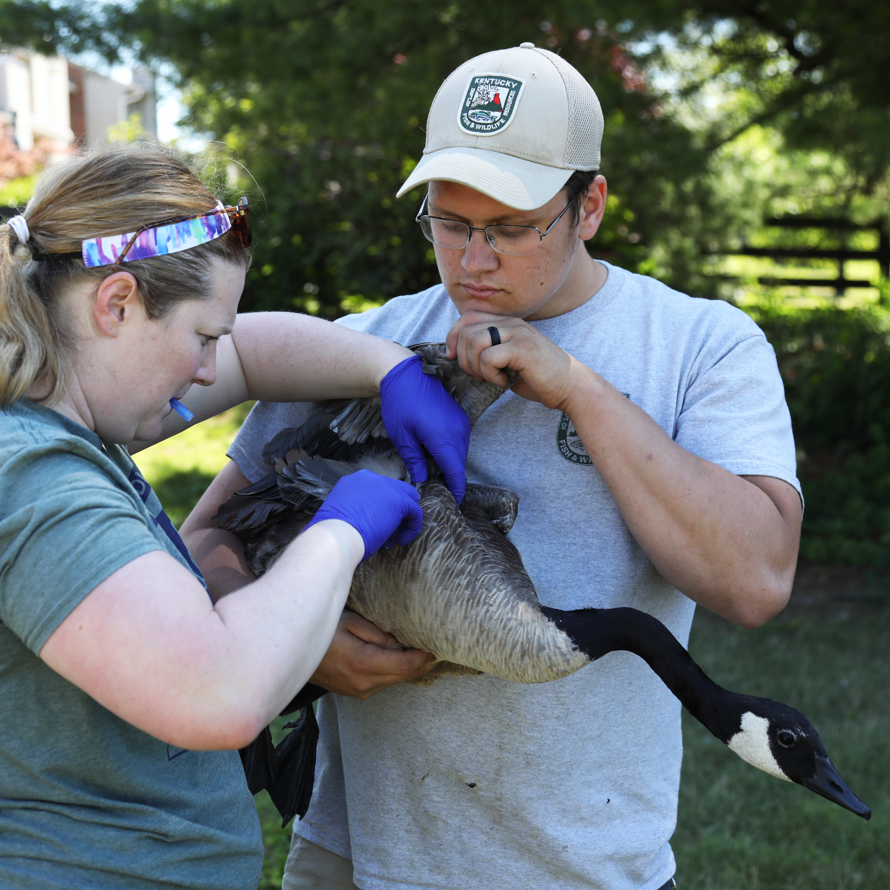 Staff taking blood from a Canada Goose